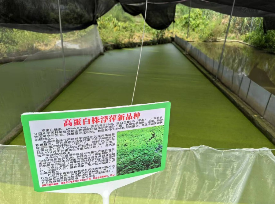 飼料型浮萍新品種：高蛋白株系：Lemna minor，國際編號7868，粗蛋白含量最高31%